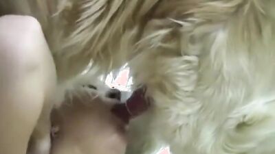 Zoo sex video: beastiality zoophilia
