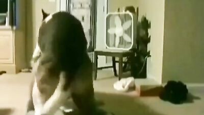 Zoo horse porn: zoo animal porn
