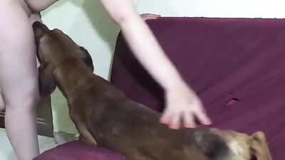Zoophilia: dog inside girl