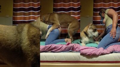 Dog's porn: bestiality gay porn