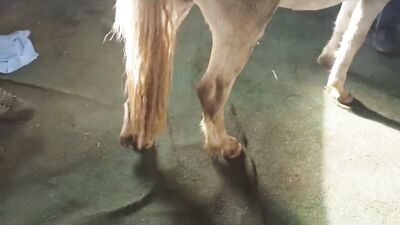 Dog girl porn: dog fucking sex video
