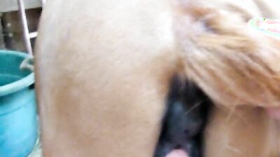 Zoo horse porn: animal rape porn
