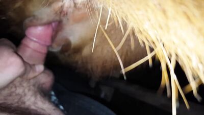 Bestiality hentai: fap zoo porn