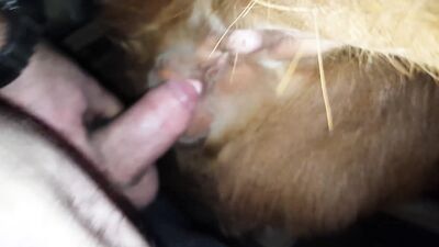 Bestiality hentai: fap zoo porn
