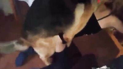 Animal crossing porn: zoo anime 3d porn
