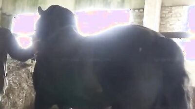 Girl cat dog: hot dog porn