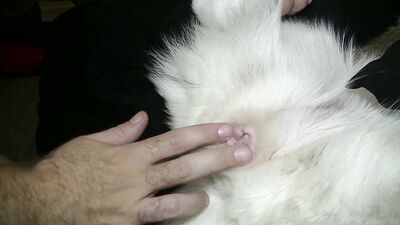Animal porn: small deti animal porno dog video