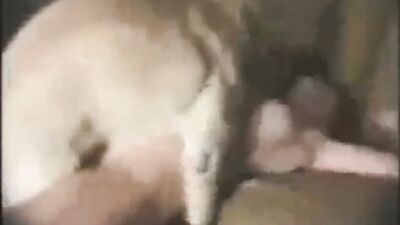 Animal porn: extreme animal porn