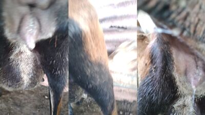 New zoo porn: black bestiality