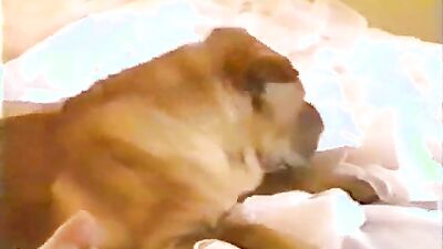 Zoo fucking porn: zoophile girl dog licking pussy
