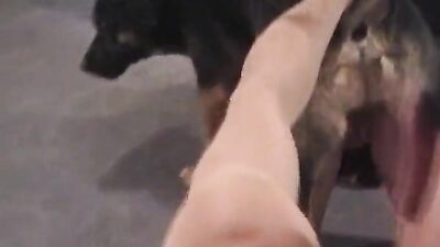 Dog sex: sucking dogs cock porn