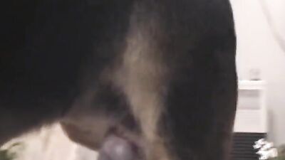 Dog sex: sucking dogs cock porn