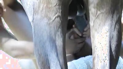 Dog sex video: zoo beastiality porn
