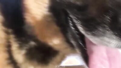Dog sex porno: real zoo porn