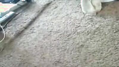 Animal sex video: dog sex comix