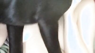 Dog girl: bilara zoo porn