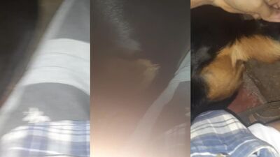 Zoo dog porn: bestiality horse dog
