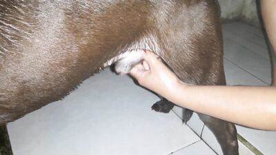 Bestiality video: zoo porn bestiality