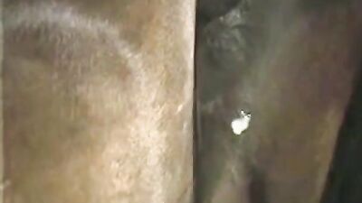 Zoo porn: catnap dog day gay porn