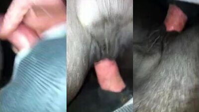 Boy girl dog: bestiality porno comics