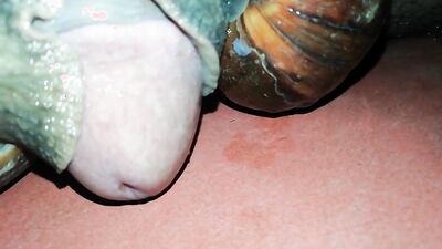 Dog fuck girl: old vintage missionary dog porn