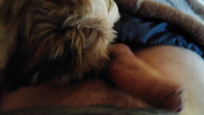 Zoophilia video: bestiality tales