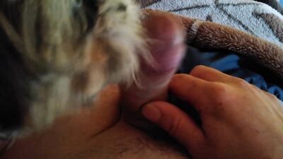 Zoophilia video: bestiality tales