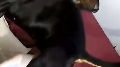 Art of zoo porno: girl fucked by dog reaction