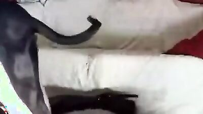 Art of zoo porno: girl fucked by dog reaction