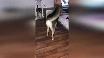 Dog fuck girl: art of zoo anal
