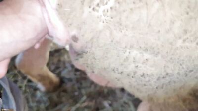 Dog pussy girls: hentai r34 bestiality
