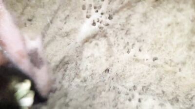 Dog pussy girls: hentai r34 bestiality