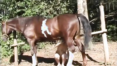 Zoo horse porn: z zoophilia