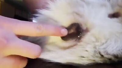 Zoo sex porno: bestiality dog lick