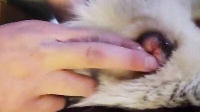 Zoo sex porno: bestiality dog lick