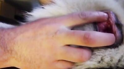 Zoo sex porno: bestiality dog lick