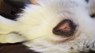 Zoo sex porno: bestiality dog lick