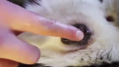 Zoo sex porno: bestiality dog lick