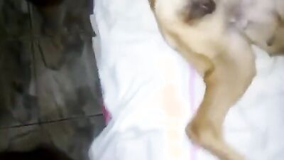 Animal cross porn: sex animals videos zoo