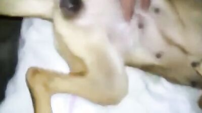 Animal cross porn: sex animals videos zoo