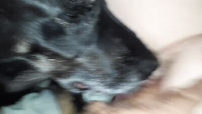 2 dog girl: zoo porn orgasm