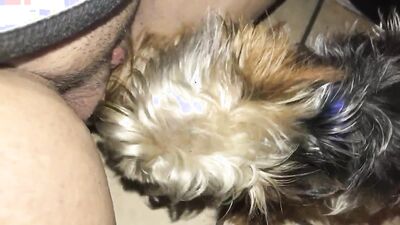 Bestiality hentai: dog penis sex