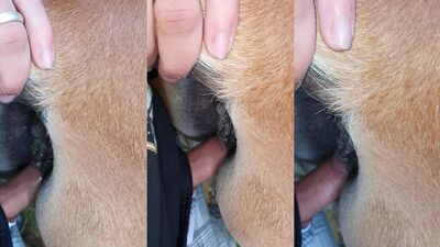 New zoo porn: zoophilia telegram