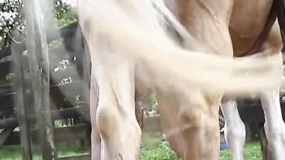 Animal porno: horse porn sex bestiality