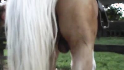Animal porno: horse porn sex bestiality