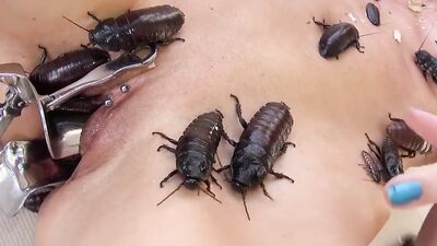 Zoophilia: porn zoo dog compilation