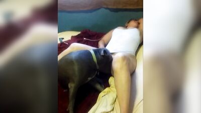 Dog lick girl: 3d bestiality dogs fuck