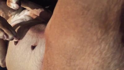 Girls 5 dogs: amateurs bestiality dog girls