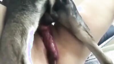 Dog get girl: animal porn tube porn
