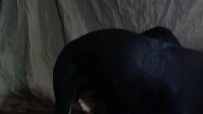 1 girl 5 dog: hentai girl home dog knot